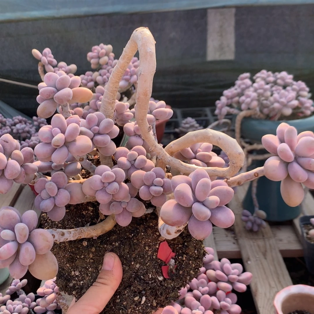 桃蛋老桩不带盆101号