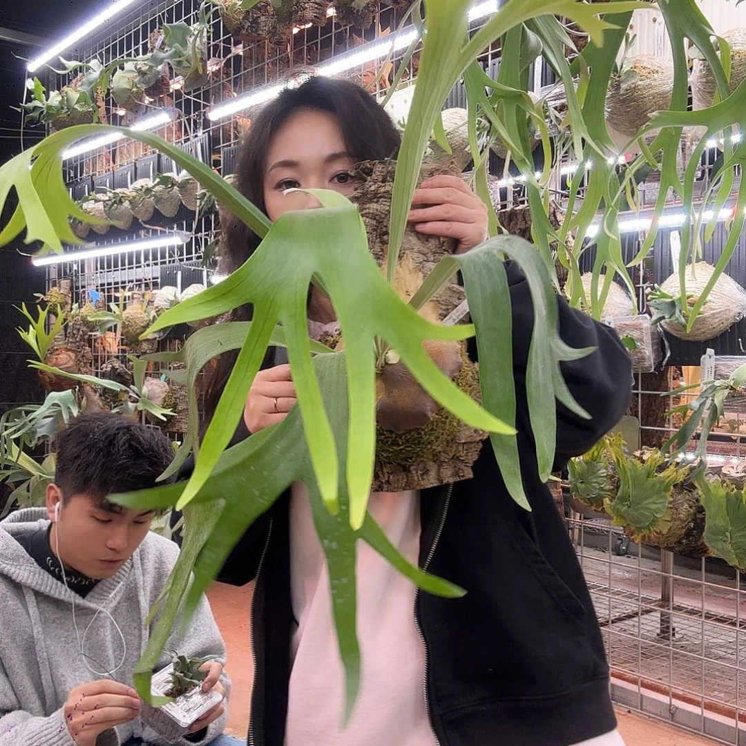 无花朵千手观音鹿角蕨