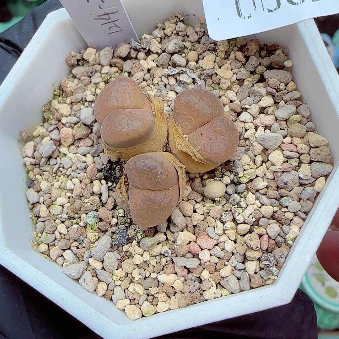 郎哥18包邮0602-247