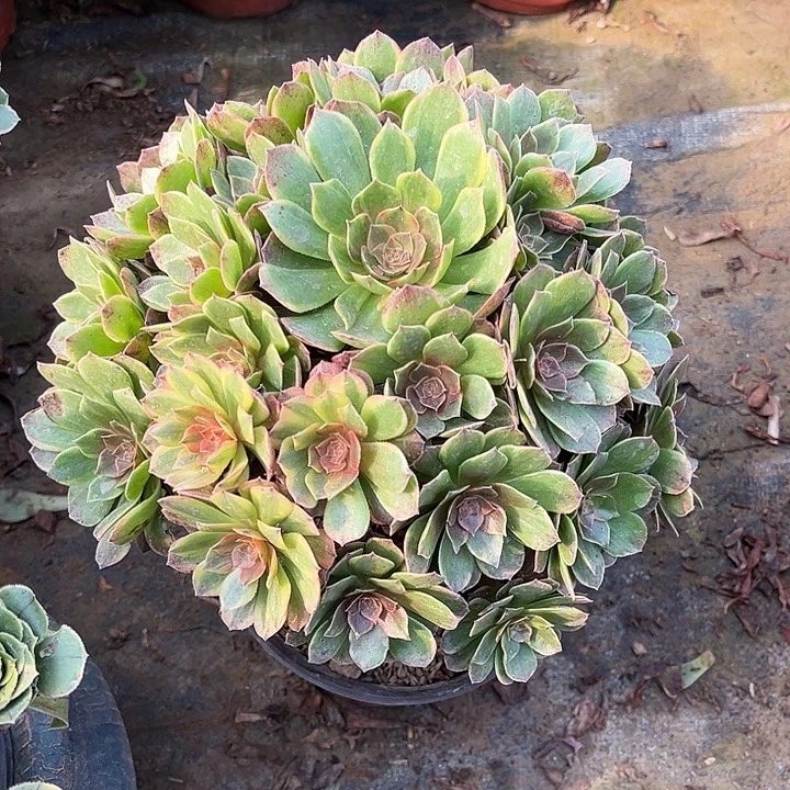 有个断枝特价出多肉植物半夏2号