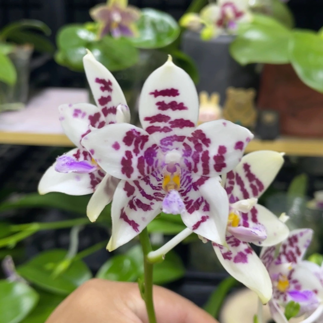 完全开放41开花株