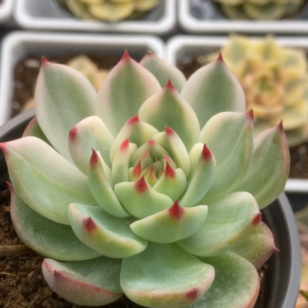 003锦锦锦锦锦锦锦锦