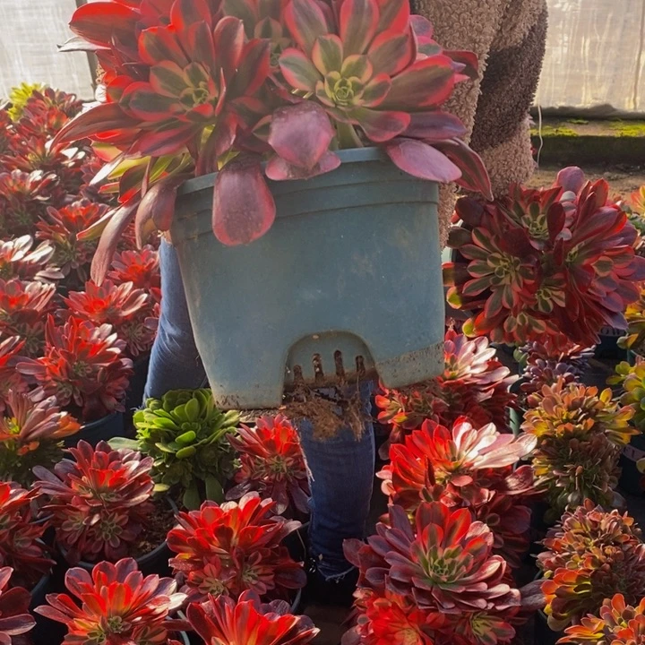 美杜莎缀化多肉1颗