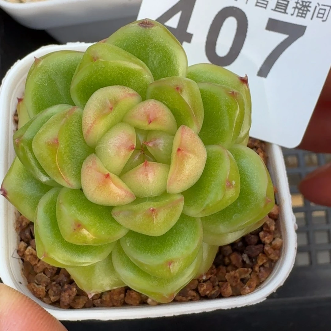 空灵珍妮         多肉植物