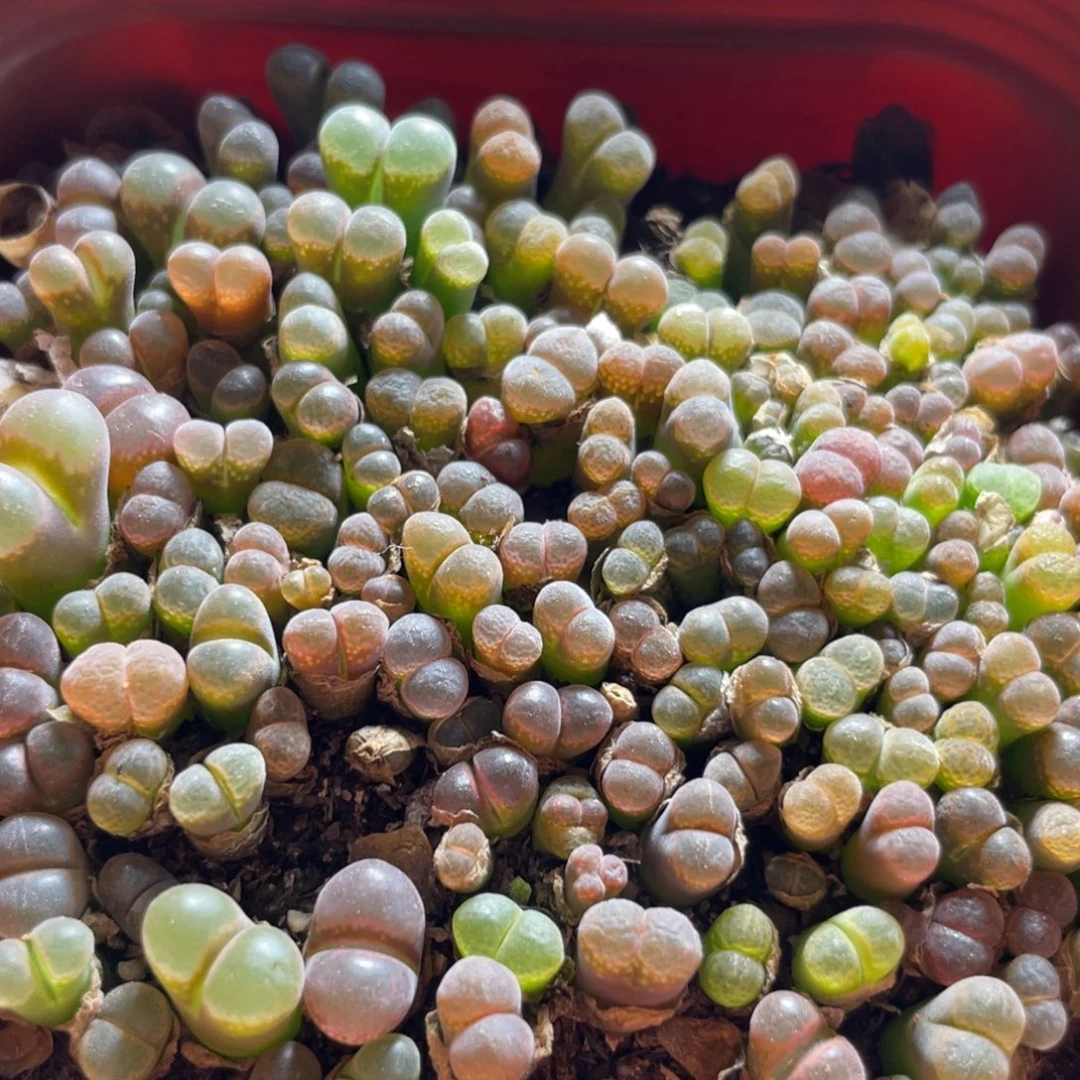 今晚五彩风铃更新～5