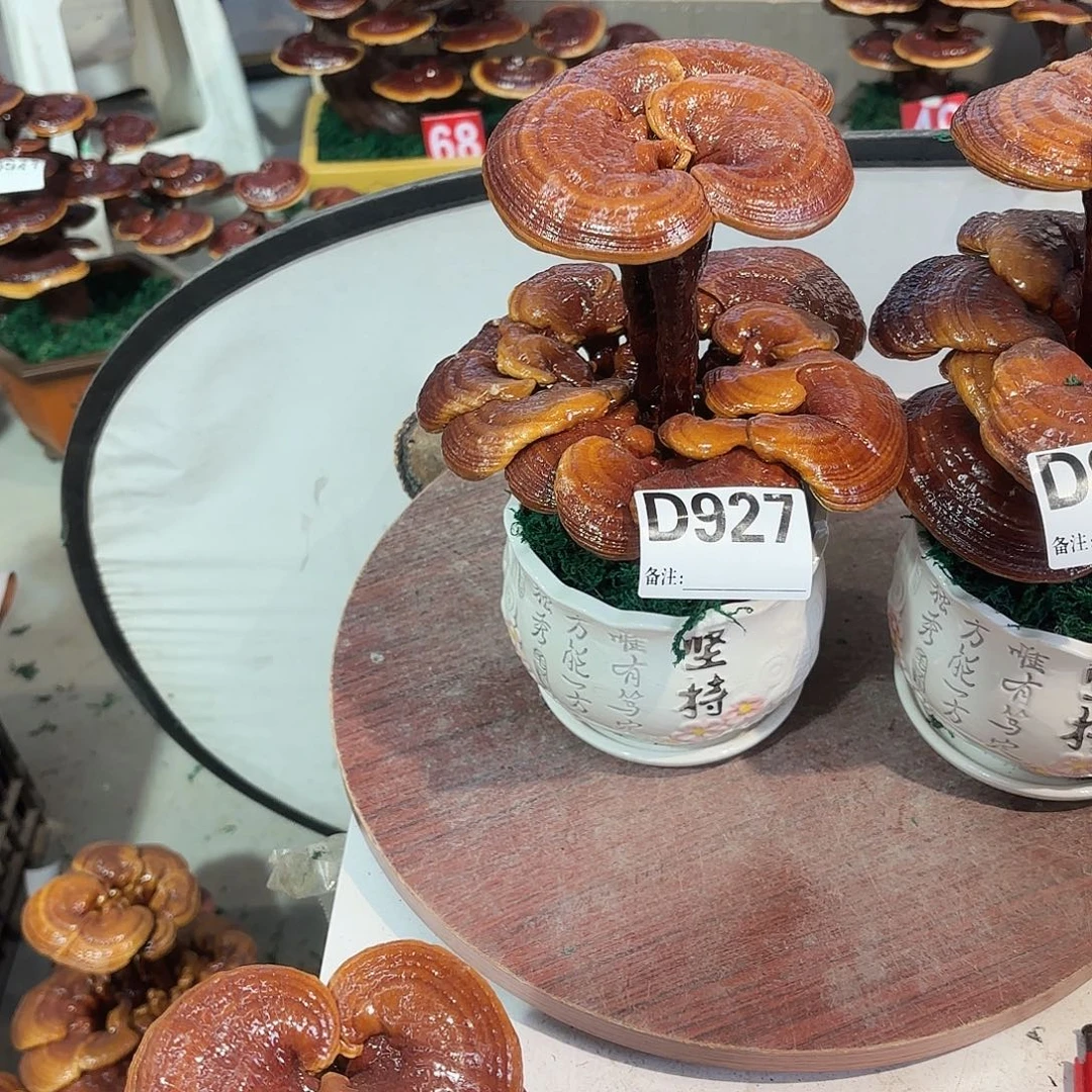 无花朵灵芝888888889888888888