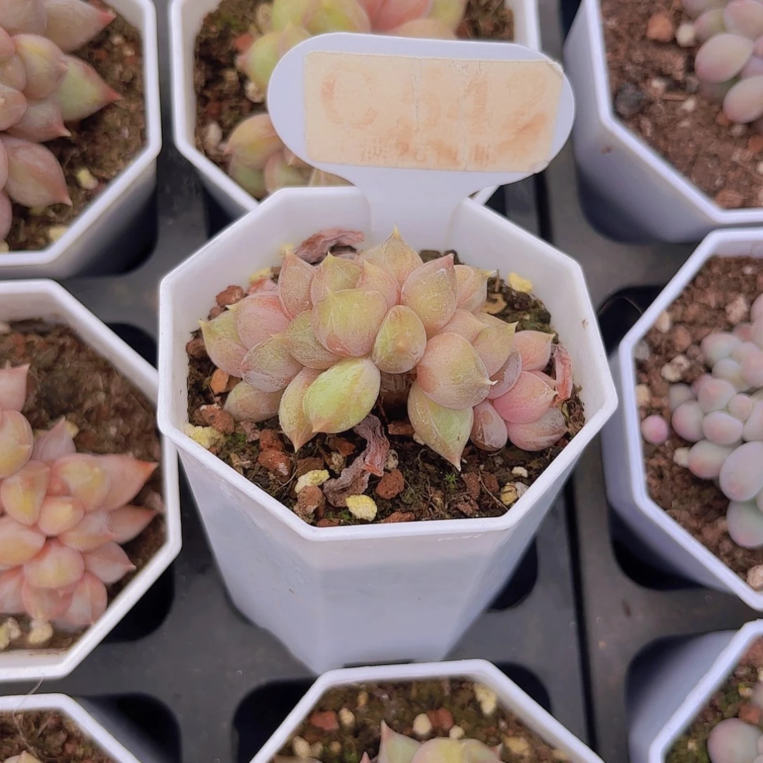 C542红象牙一物一拍