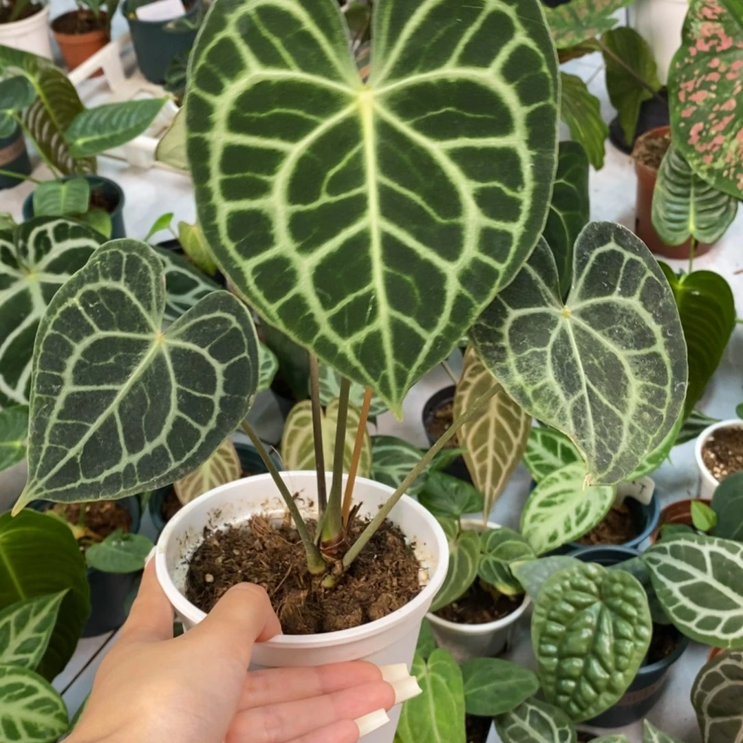 完全开放印尼进口密文克莱恩