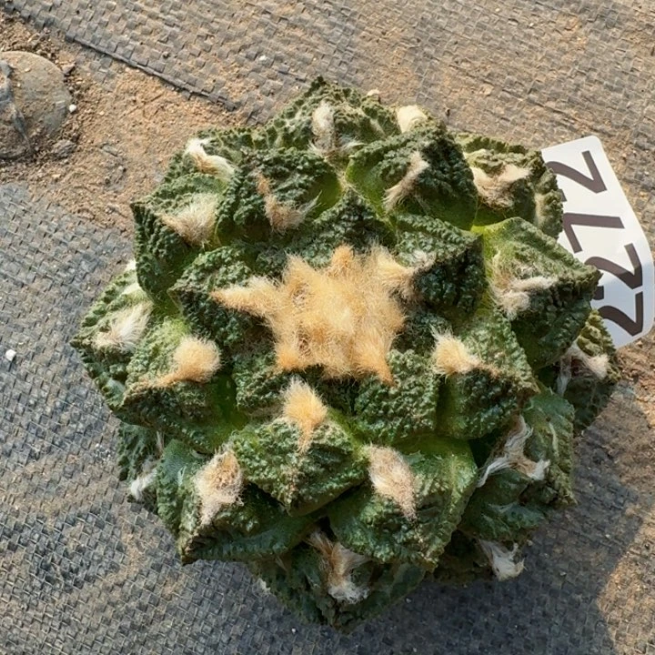 2272落地大志贺龟甲牡丹仙人球