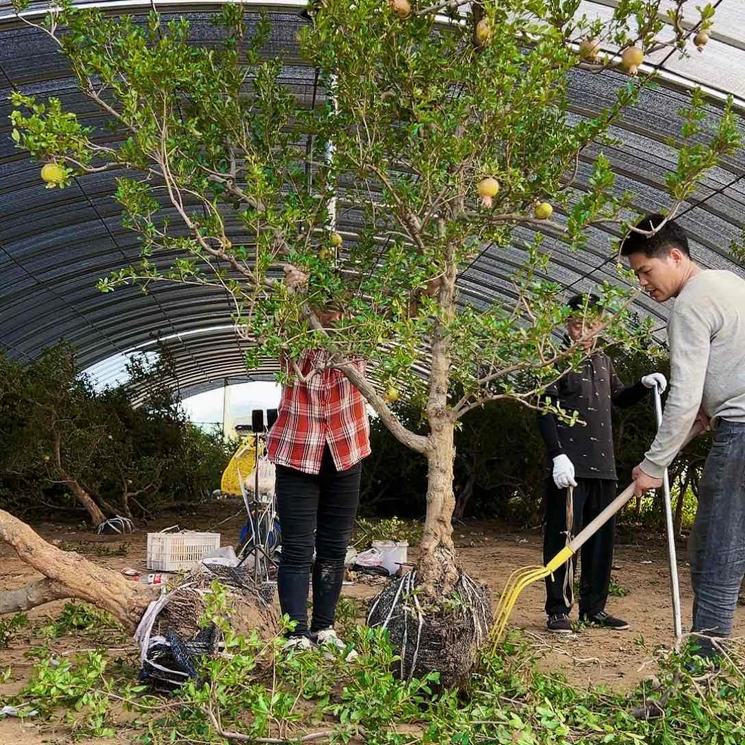 无花朵健健康康快快乐乐
