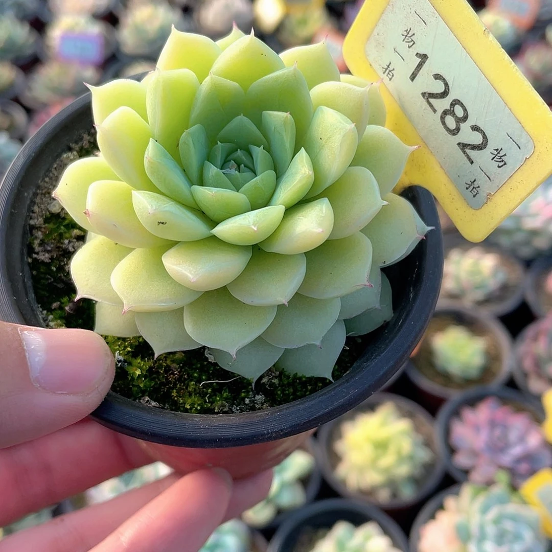 玫瑰花1282号多肉植物