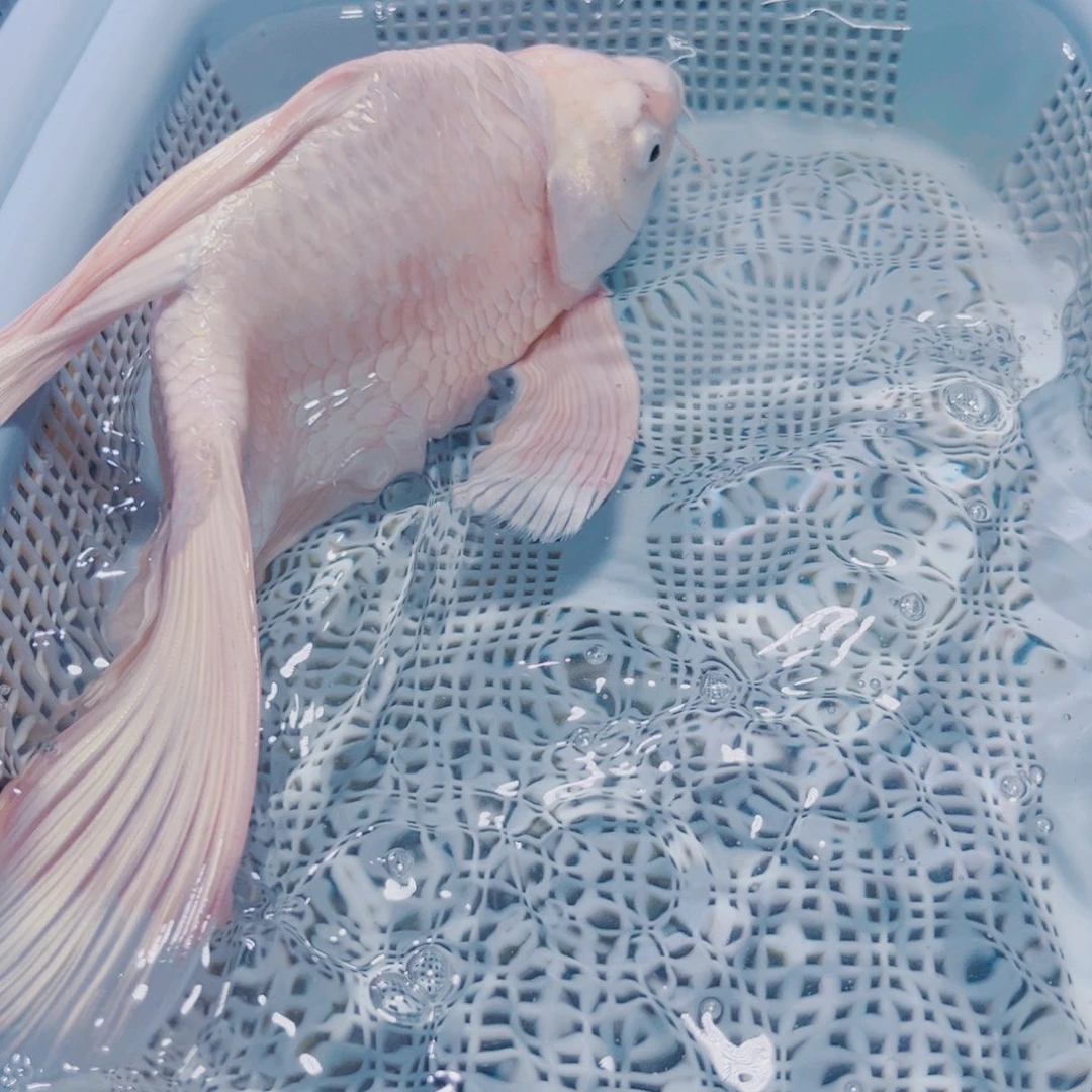 海水鱼锦鲤冷水152