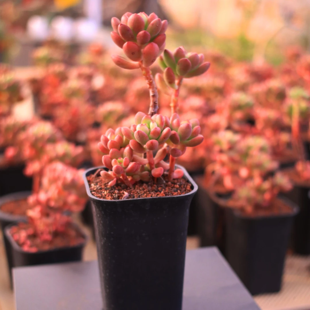 【糖果美人老桩多肉】脱土发货满15元包邮阳台植物盆栽