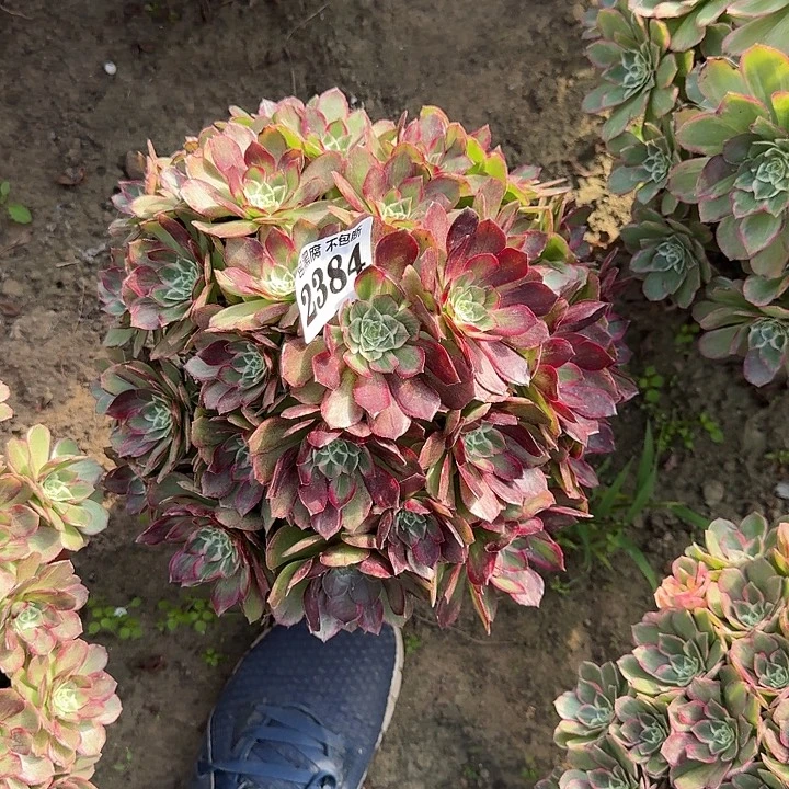 17-27法师水蜜桃2384