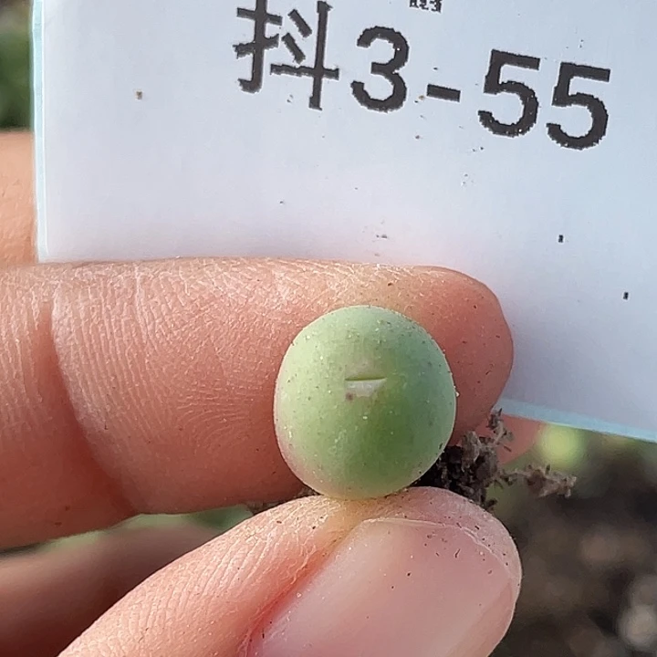 3-55鸭嘴兽苗肉锥