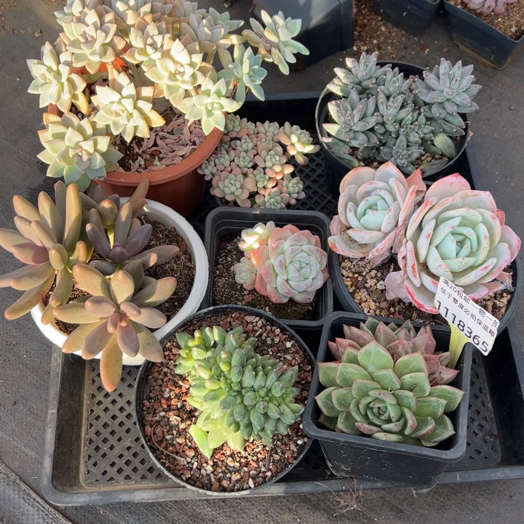 1118365 框拍特价8颗多肉不售后不售后