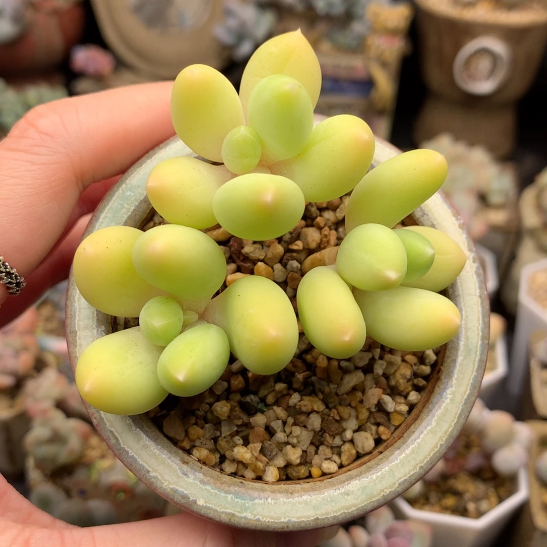 多肉植物一物一拍 啵啵奶 萤火虫