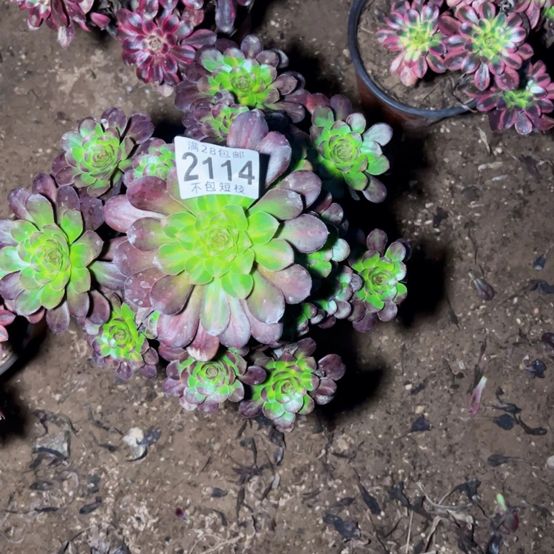 2114多肉植物法师爱马仕中班