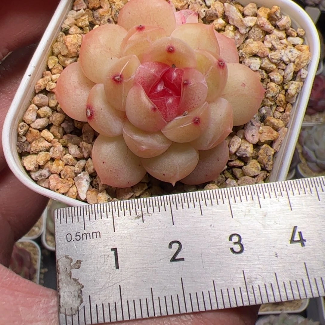 444 多肉植物组合盆栽