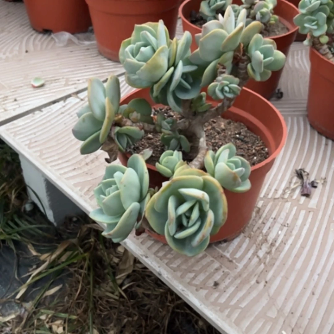 【闪购商品】无花朵暴**美