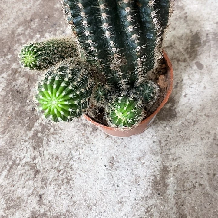 白花仙人球，高15公分起左右