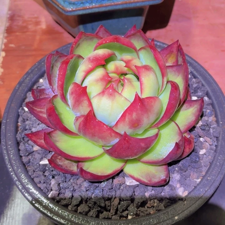 多肉乐园惊鸿仙子