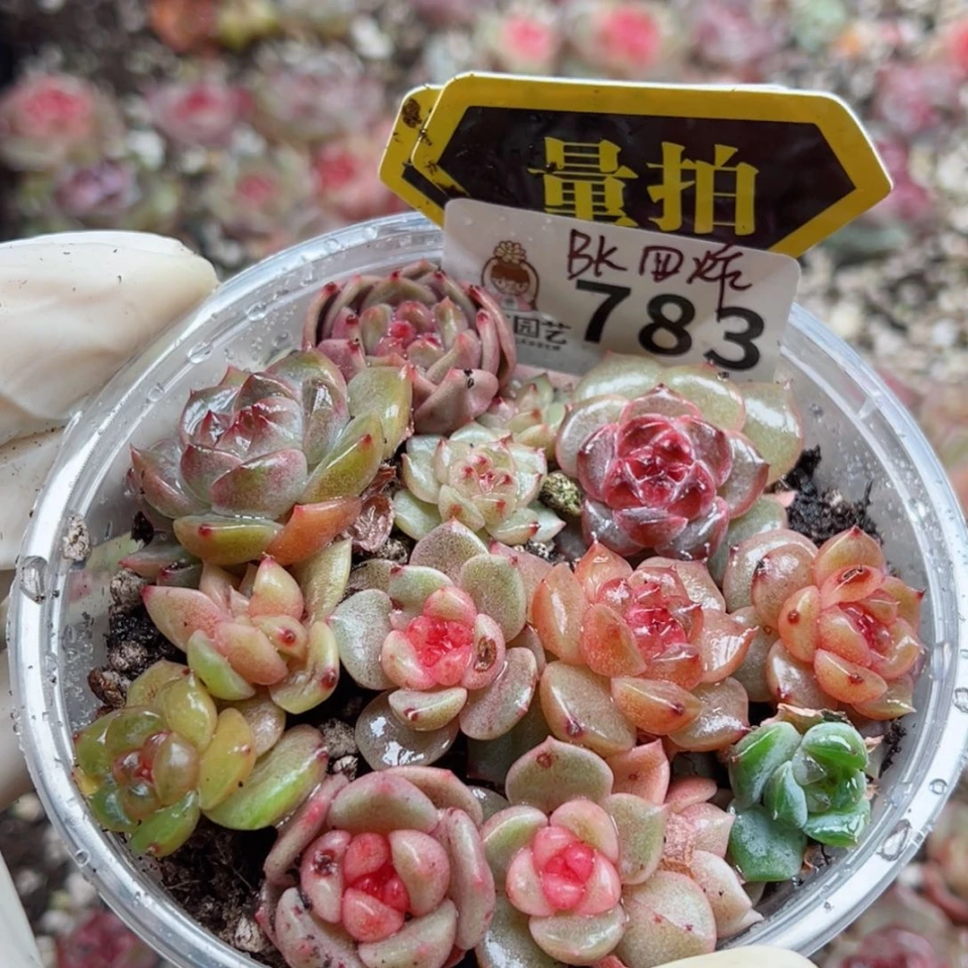 多肉植物多肉植物