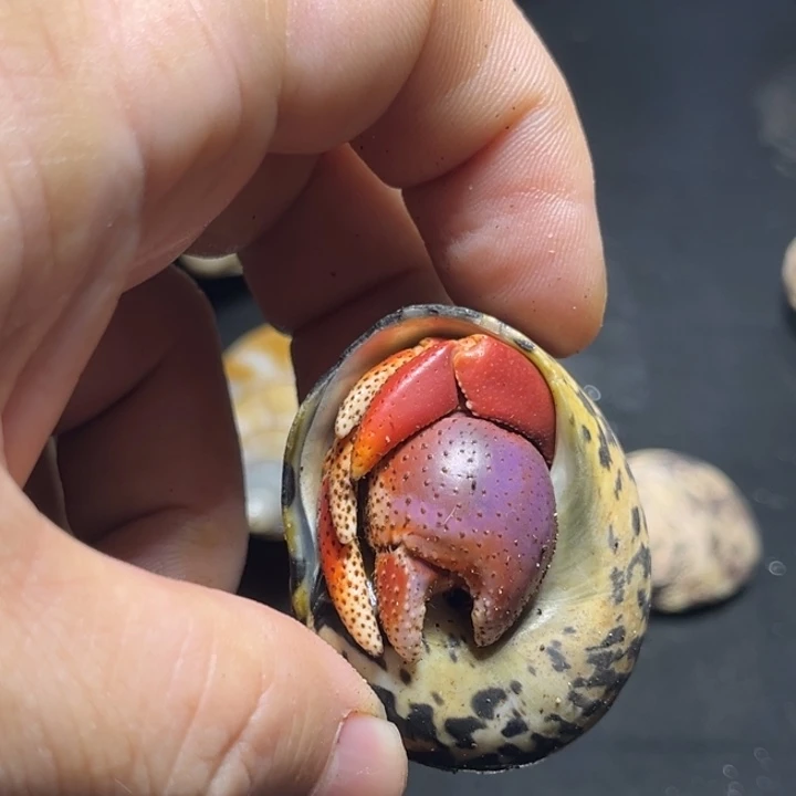 西伯2.5口径，祎缘寄居蟹