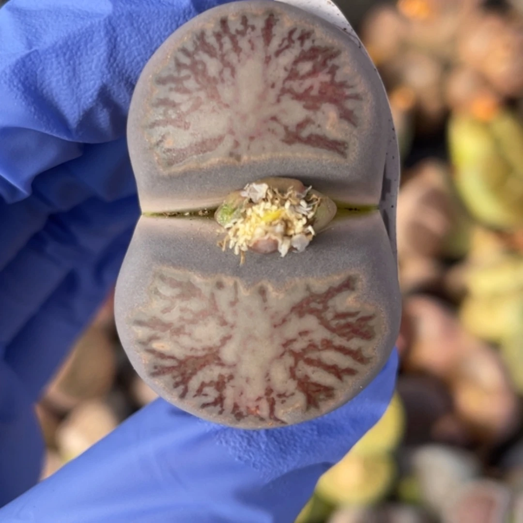 非偏远满20包邮491