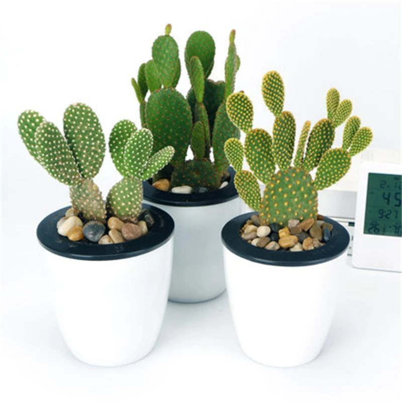 仙人掌红毛掌白毛掌黄毛掌盆栽仙人掌植物室内盆栽花卉多肉植物