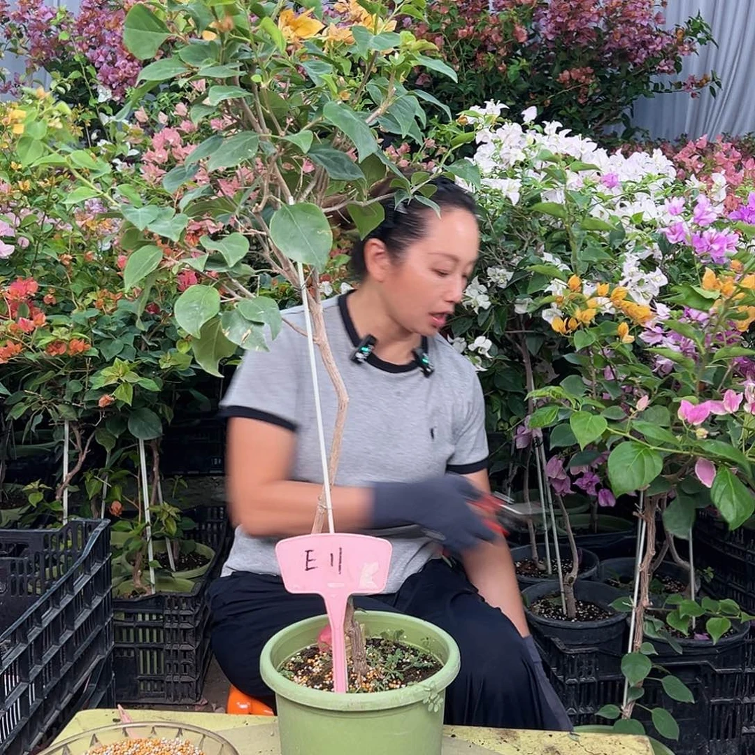 E***鹏当前无花栽培后可以开花E11金色光辉
