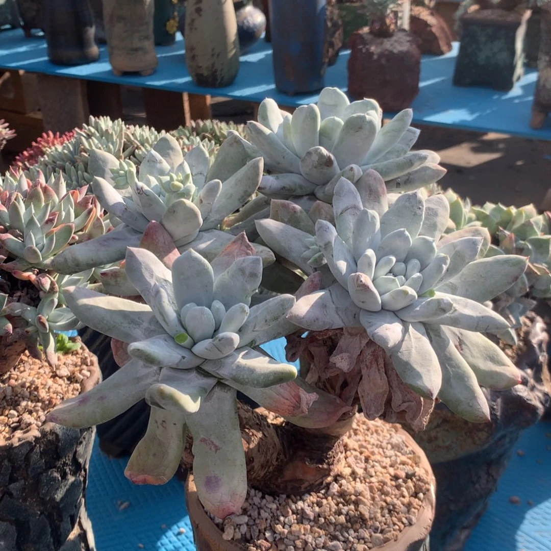 大型种拇指，2月8日发货多肉