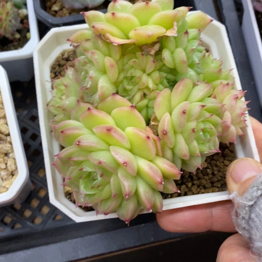 精品多肉一物一拍不包整391