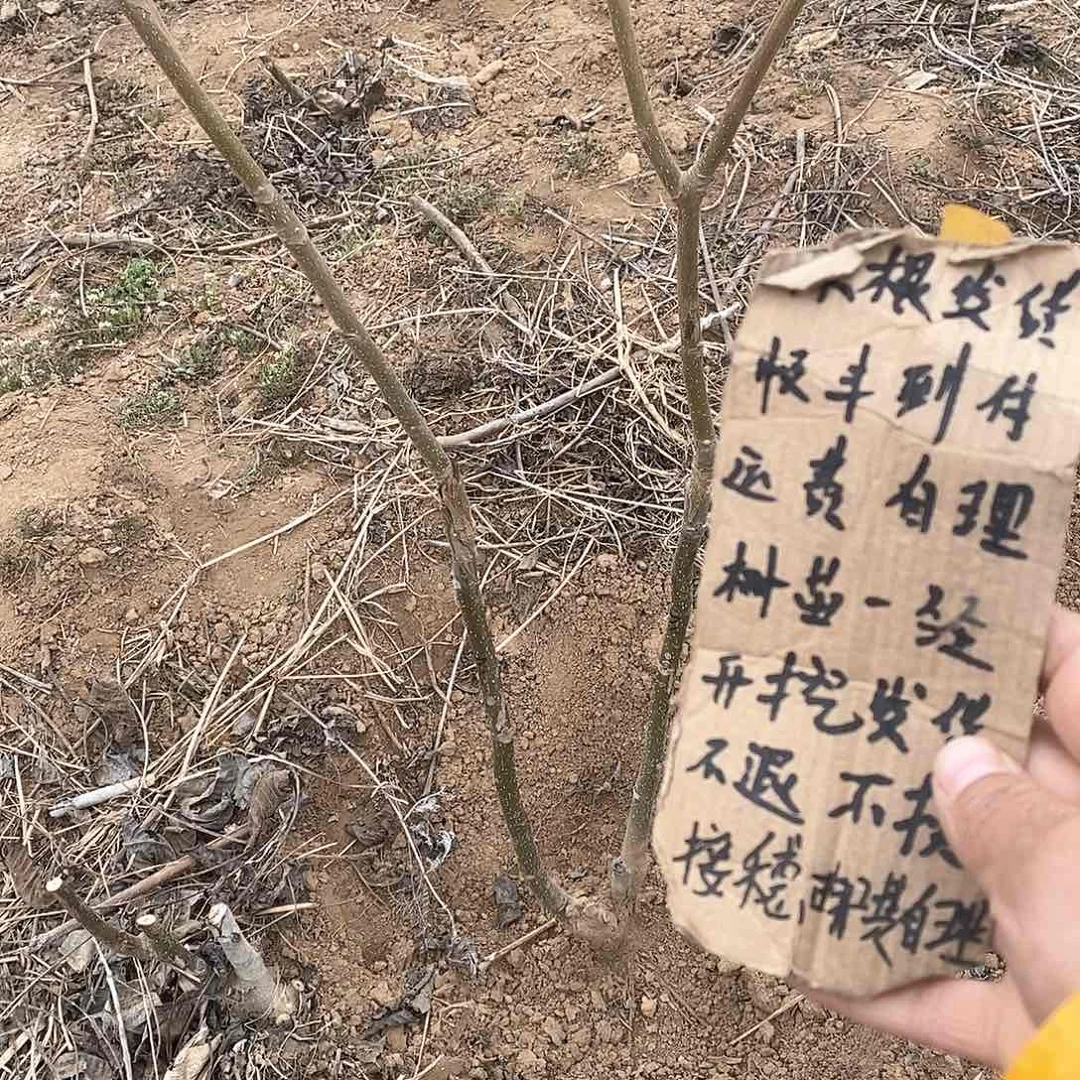 文玩核桃把件Q****M磨盘
