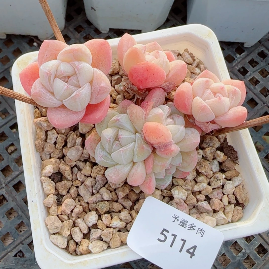 冰玉飘枝，5114多肉植物