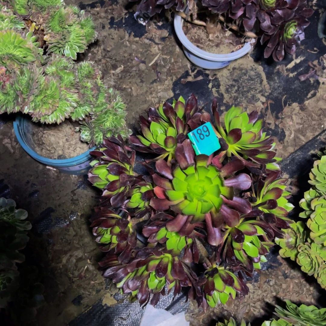 黑法师朵朵花花1-15