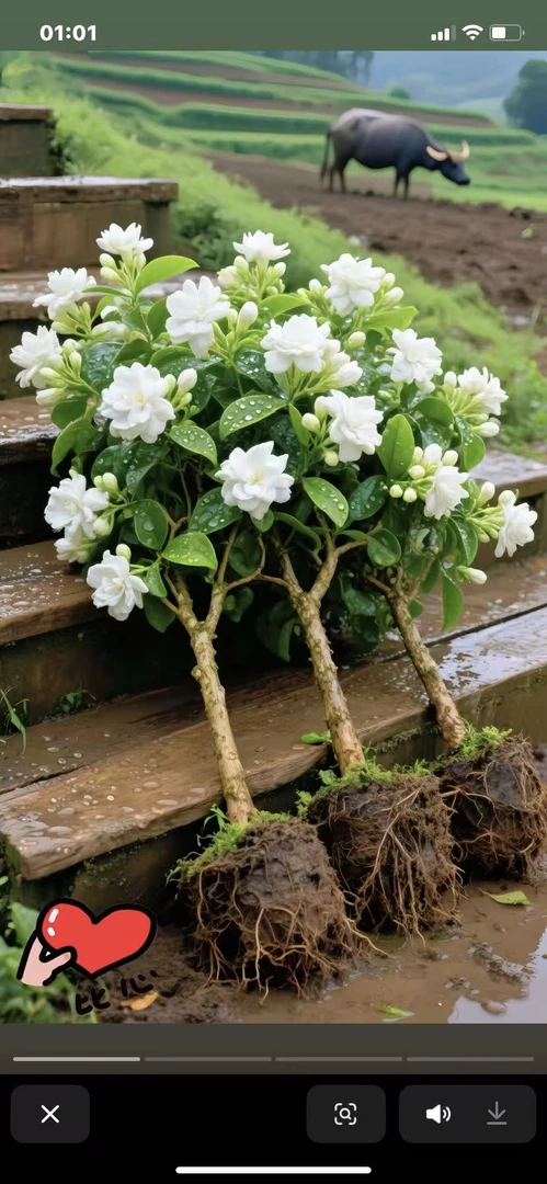 广西横县精品老桩茉莉重瓣盆栽花苗满屋留香好养活室内外绿植