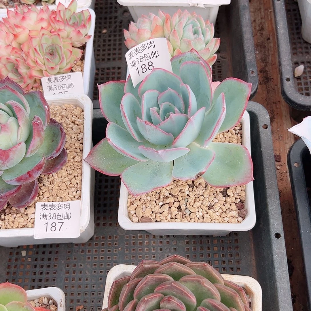 秋***实多肉一物一拍植物188