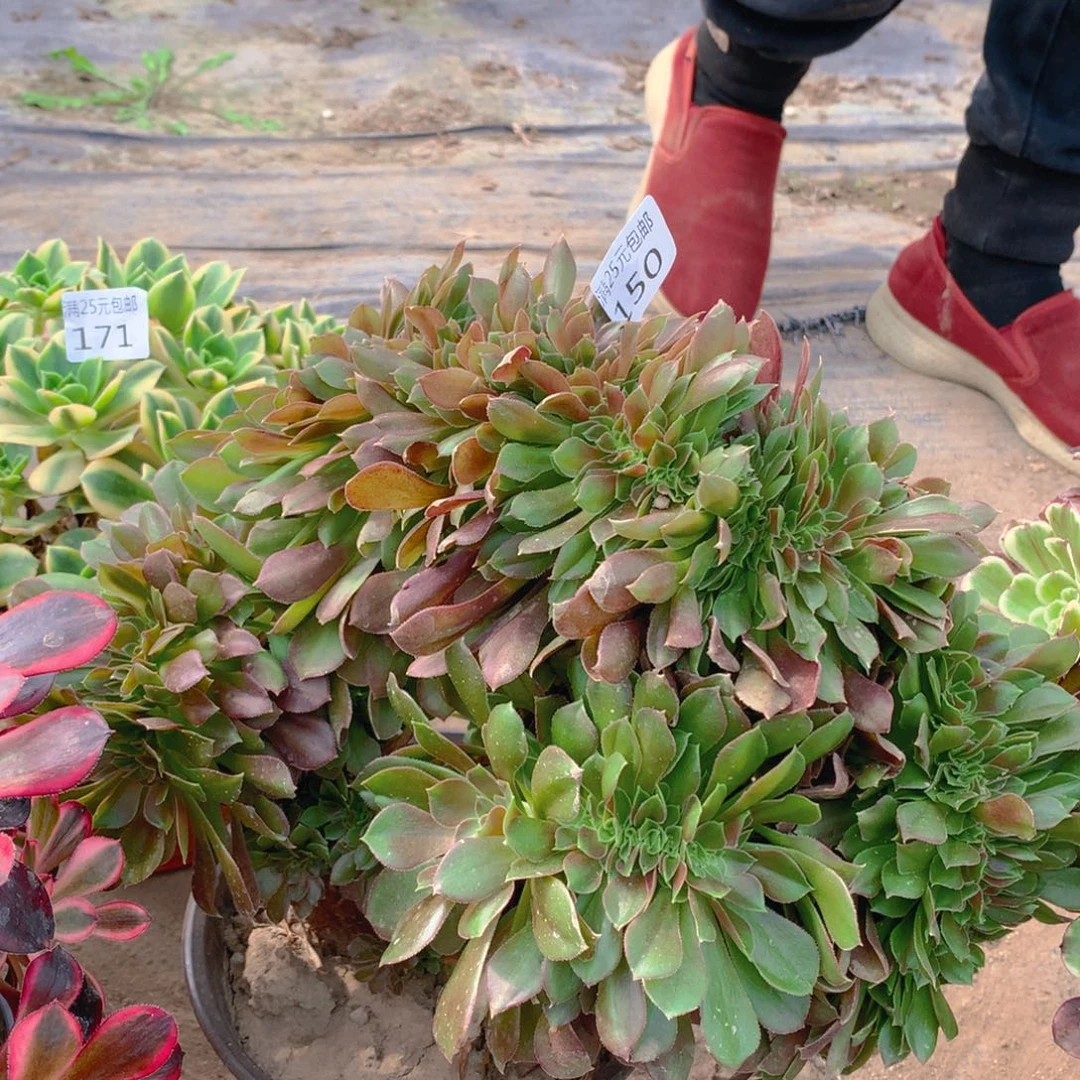 150娜迦女王缀化多肉植物