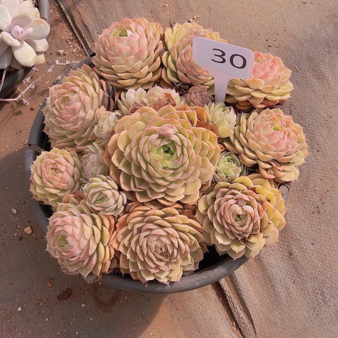 相****的30昂斯诺30不售后