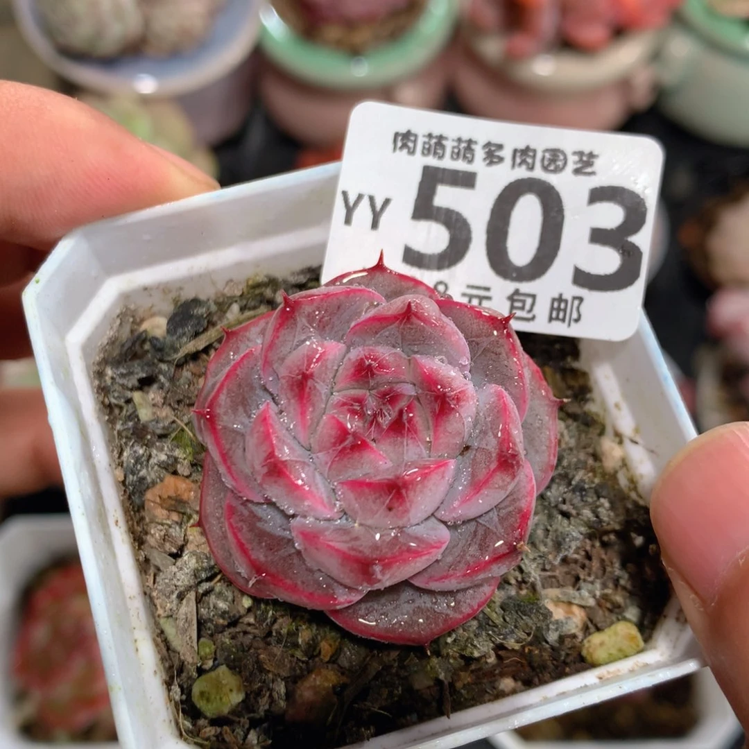 .5CM拇指盆精控多肉YY503