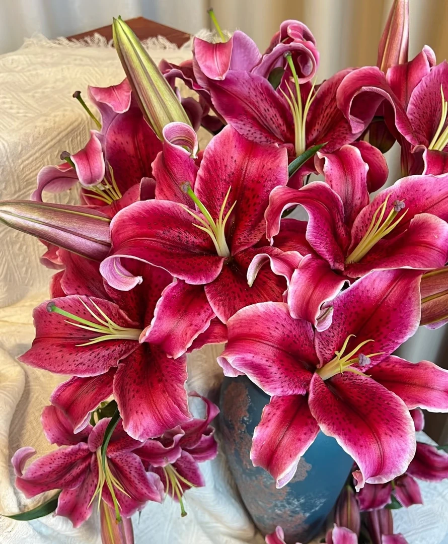 黑美人鲜花百合花