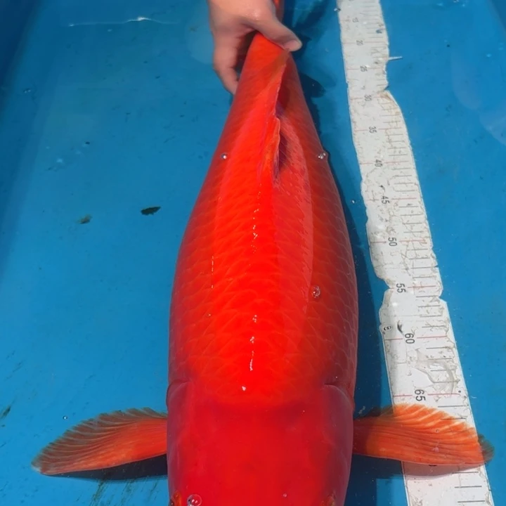 锦鲤火鲤专拍链接