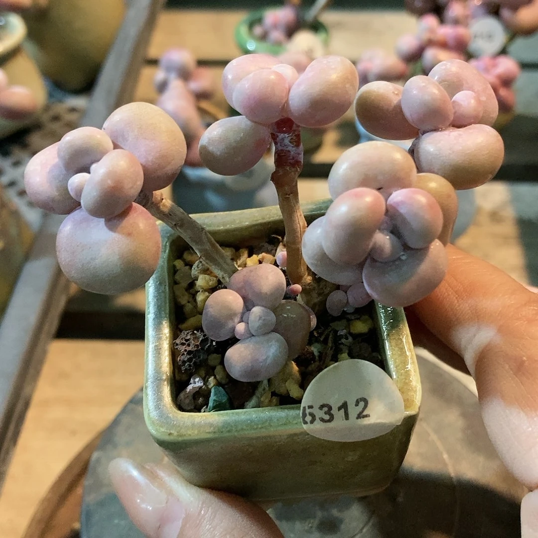 5312糖果腰子蛋带盆土