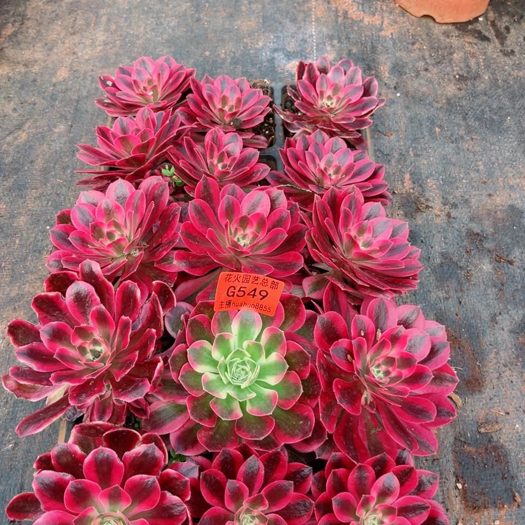 穴盘549多肉植物