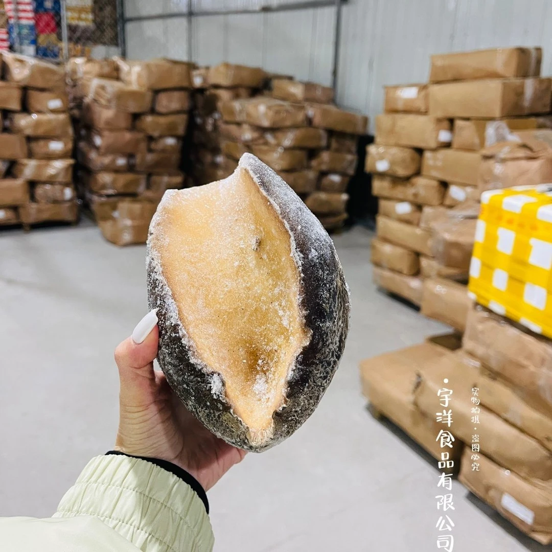 顺丰甄选俄罗斯风味深海大鲍罗肉质鲜嫩刺身帝王鲍塞内加尔鲍螺