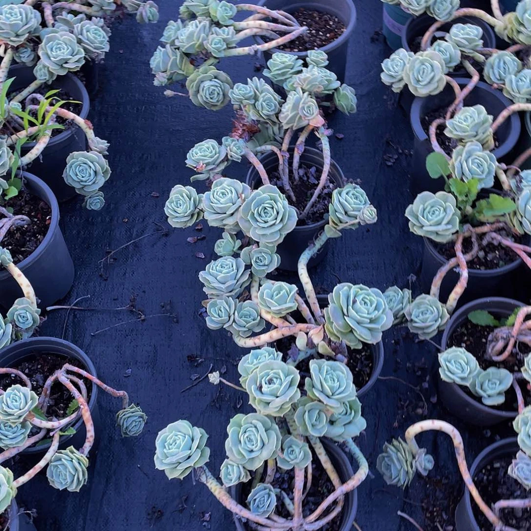 雨***！可爱玫瑰多肉植物群4颗