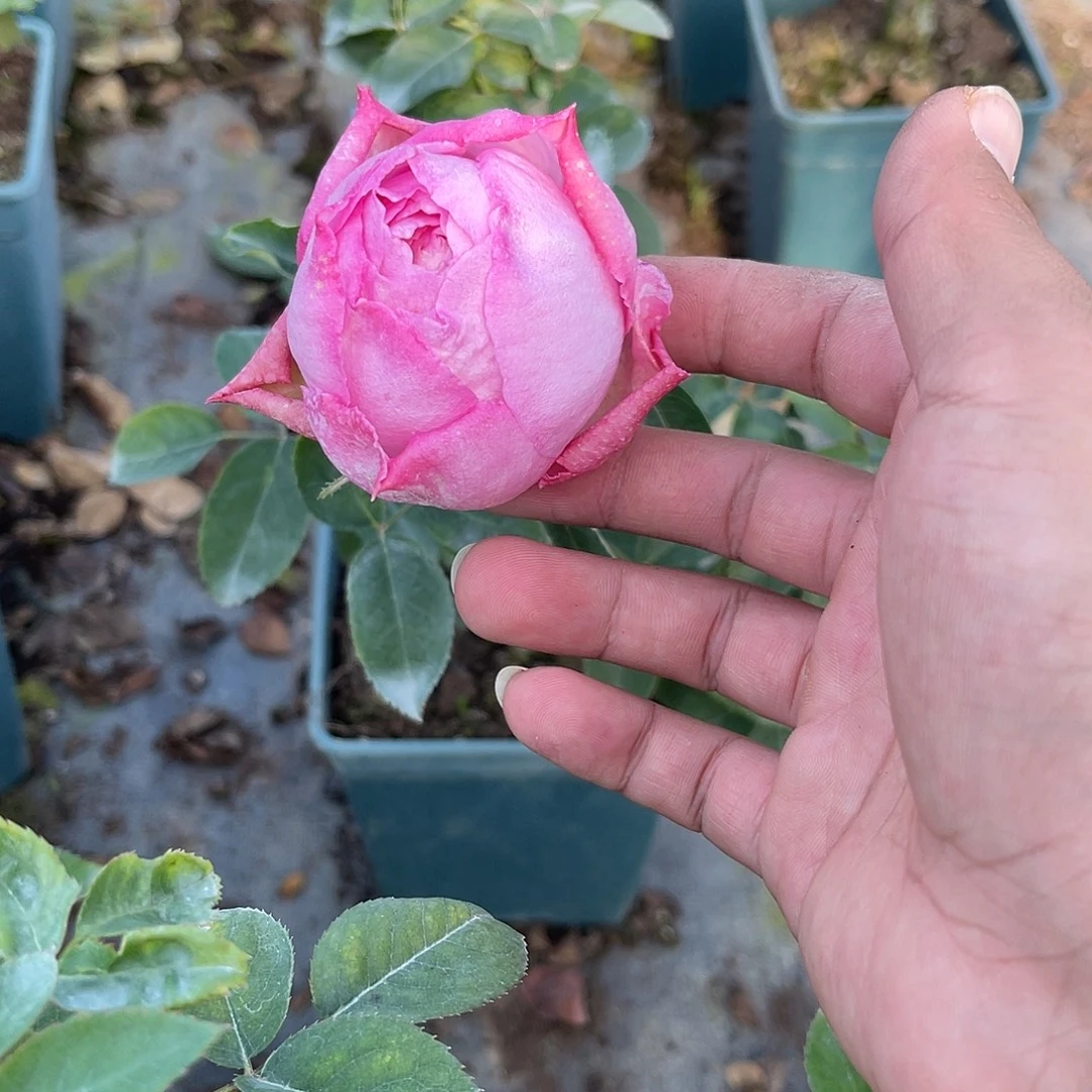 无花朵———热恋 福利款