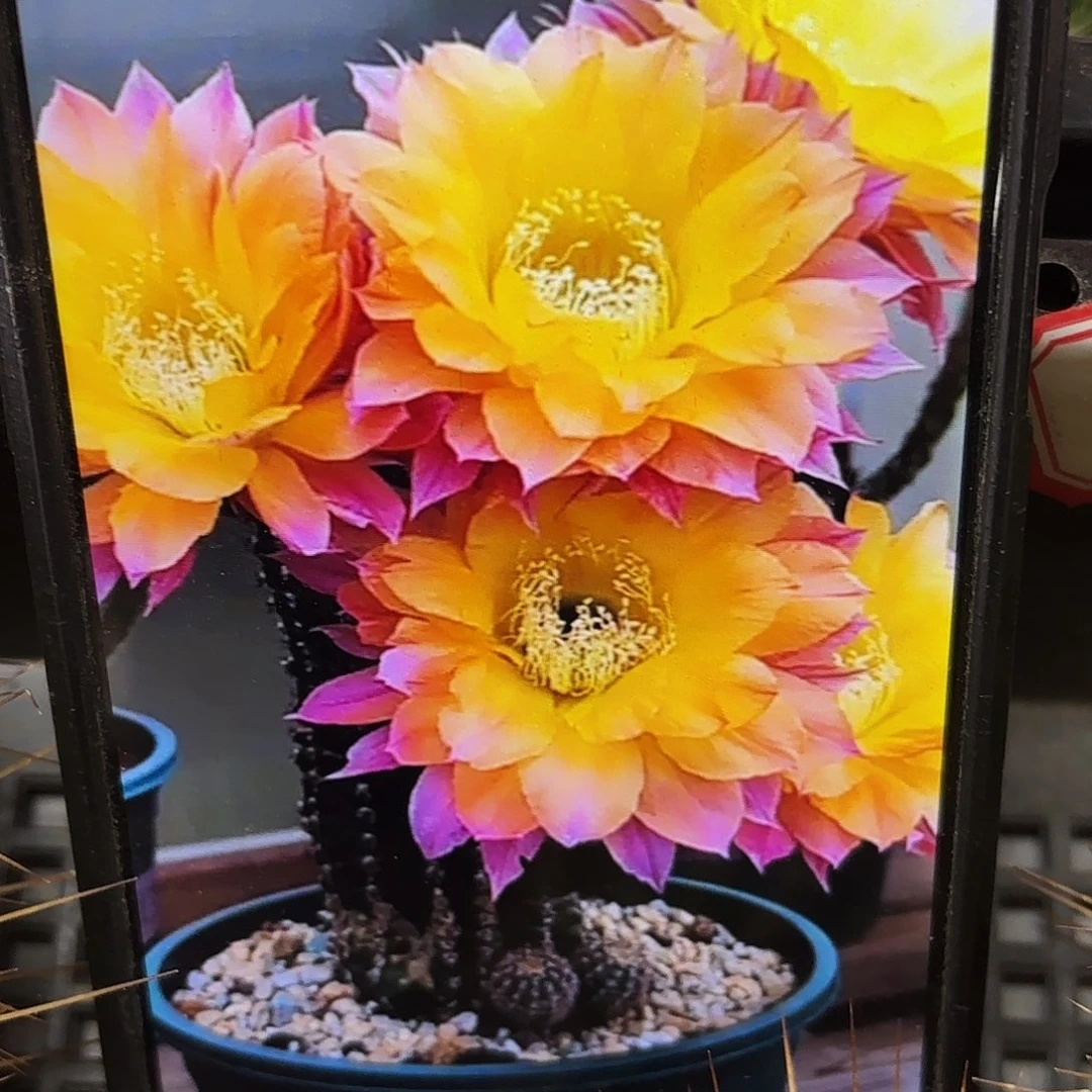 激流彩侧牙20包邮9