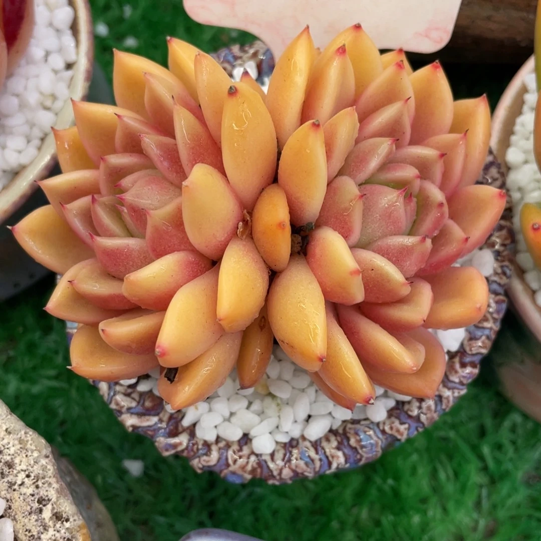 多肉植物盆栽多肉植物